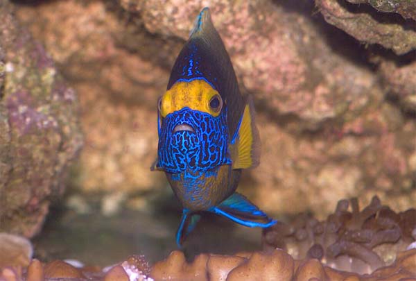 Copyright 2007 Dr. Mark McDowell