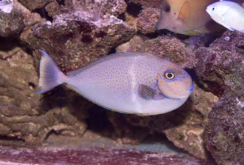 Copyright 2007 Dr. Mark McDowell