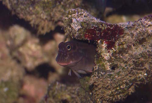 Copyright 2007 Dr. Mark McDowell