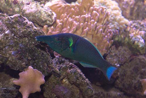 Copyright 2007 Dr. Mark McDowell