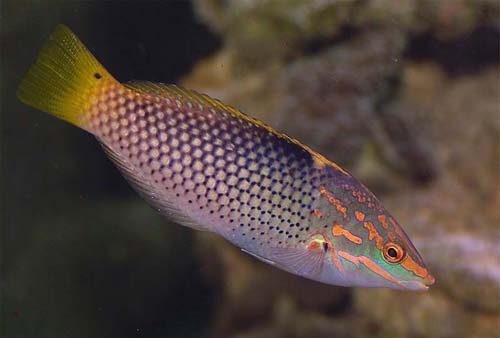 Copyright 2007 Dr. Mark McDowell