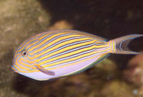 Copyright 2007 Dr. Mark McDowell