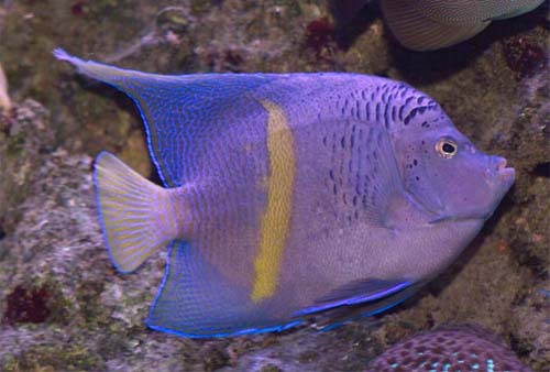 Copyright 2007 Dr. Mark McDowell