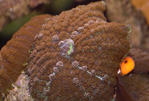 Copyright 2007 Dr. Mark McDowell