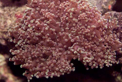 Copyright 2007 Dr. Mark McDowell